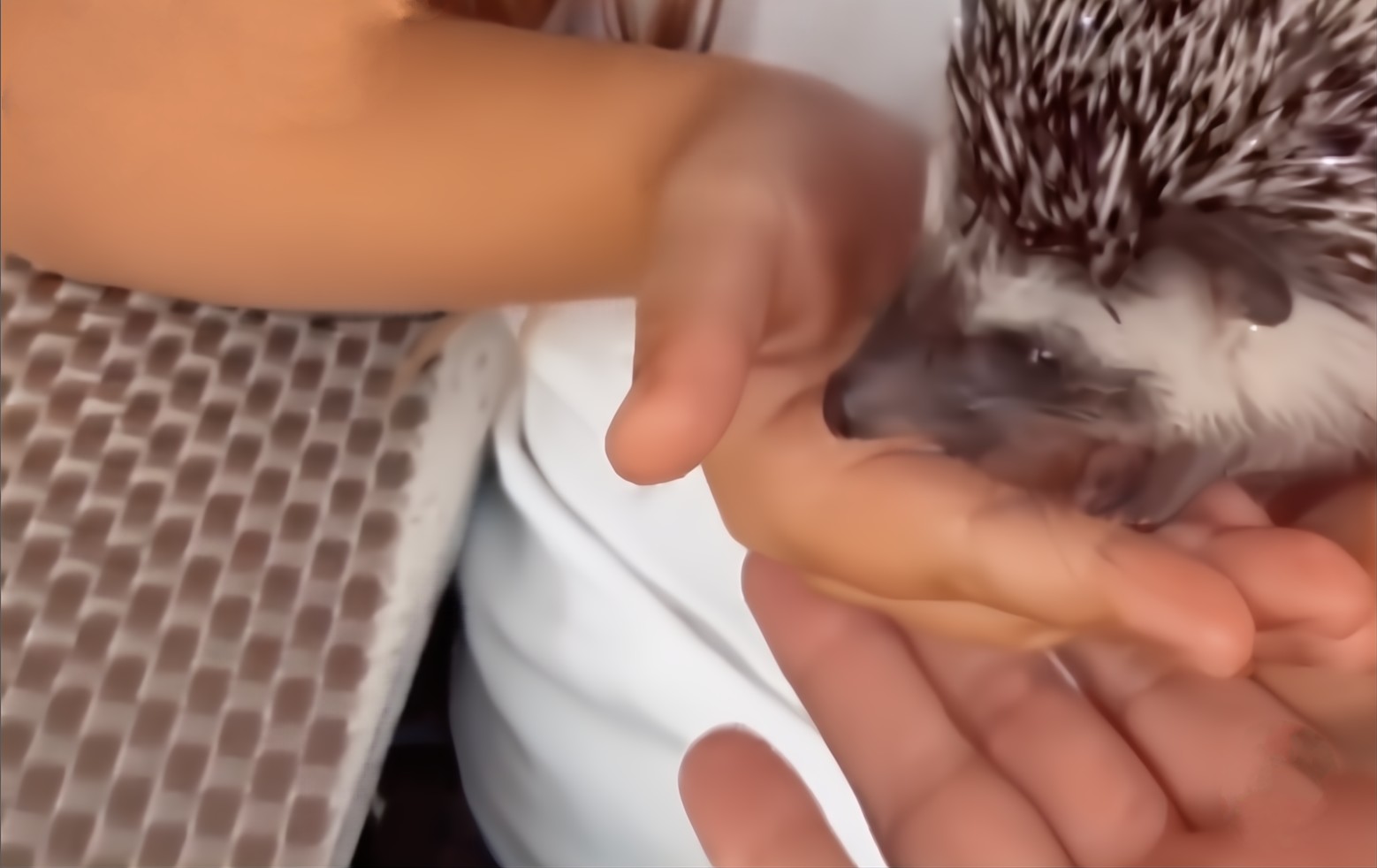 Animal handling hedgehog