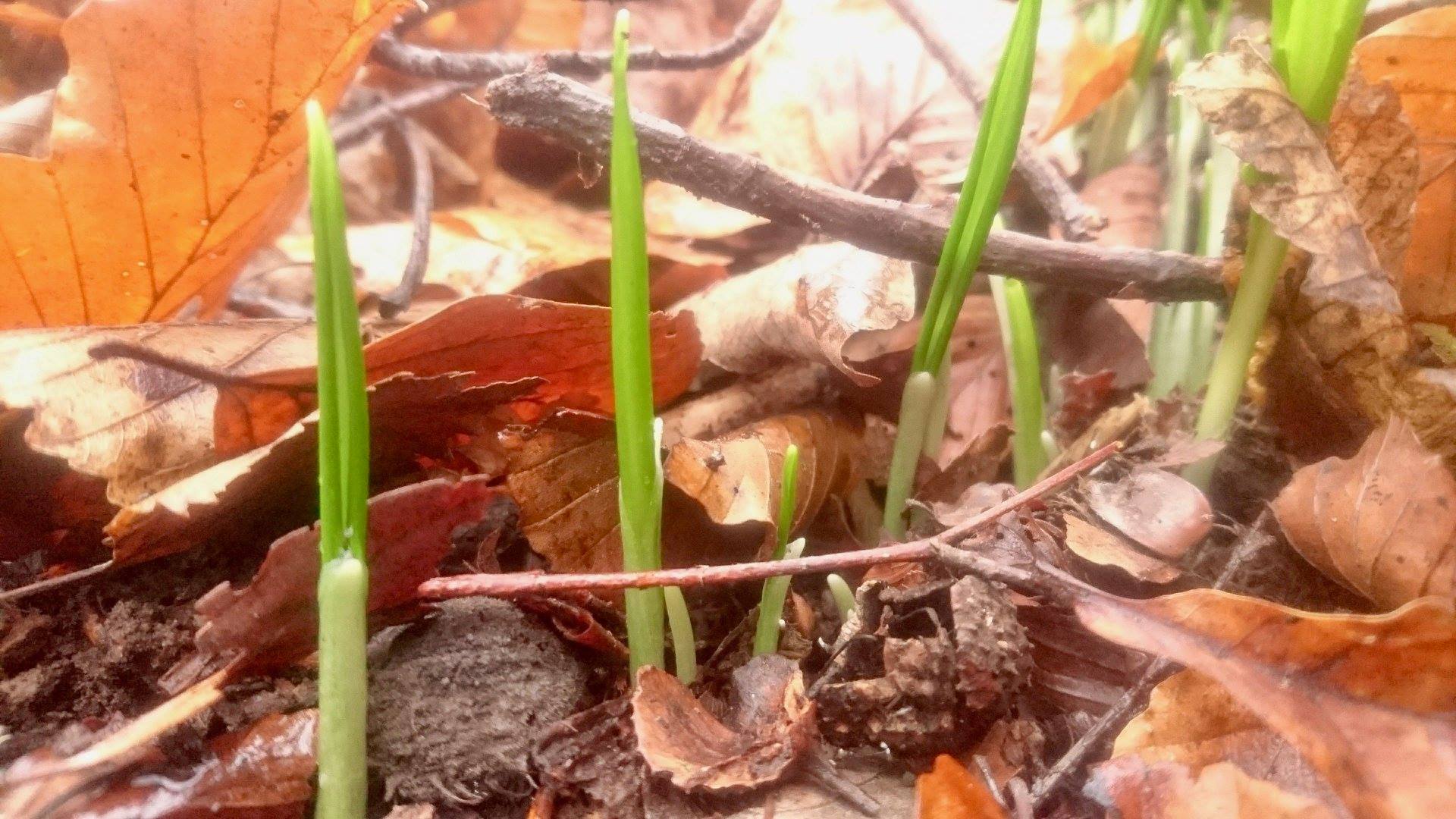 Medicinal and Edible Herbs Workshop